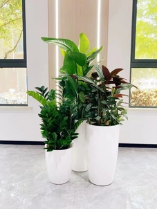 了解余姚植物租摆价格，别花冤枉钱！